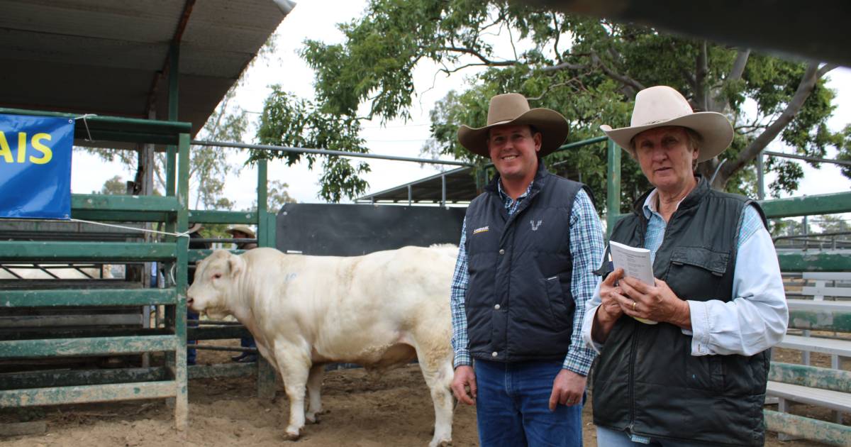 $15,000 top at 16th annual Lilydale Charolais Invitational sale