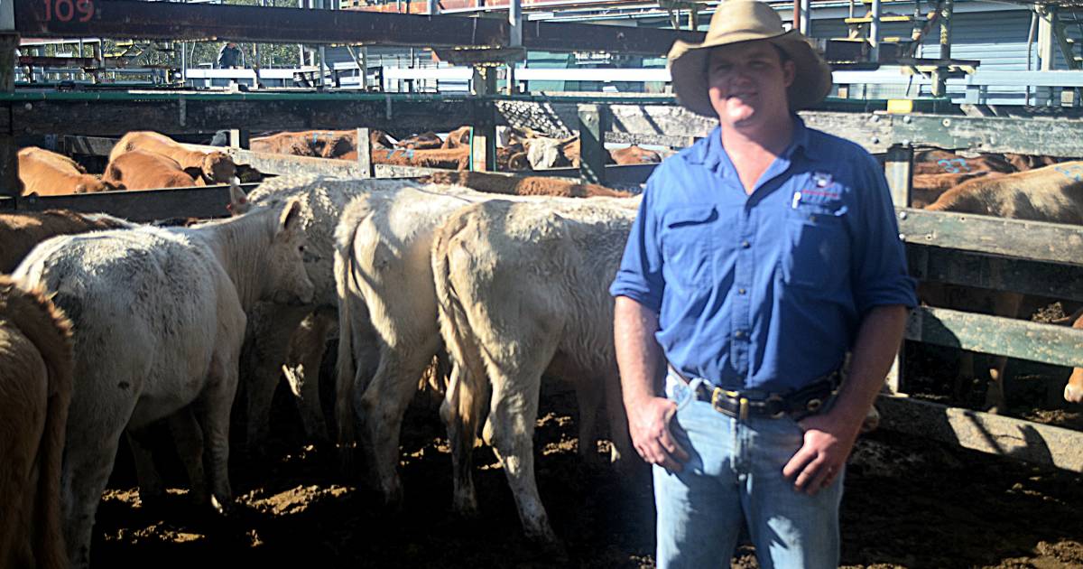 Steers reach 356c at Gympie