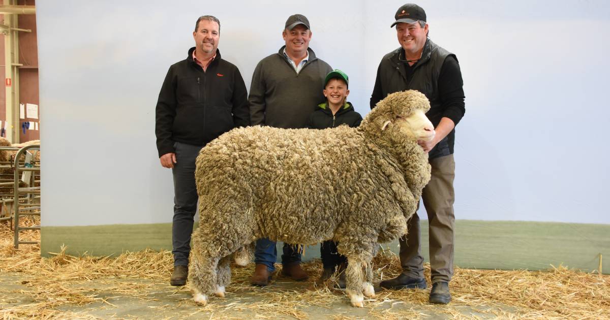 Rangeview Stud, Darkan, success in Australian Sheep and Wool Show | Farm Weekly