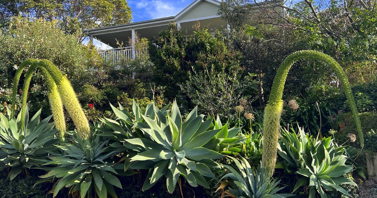 Galeotti's agave legacy | In Fiona's Garden