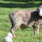 Booragul Angus complete 24th annual on-property bull sale with $14,101 average. | The Land