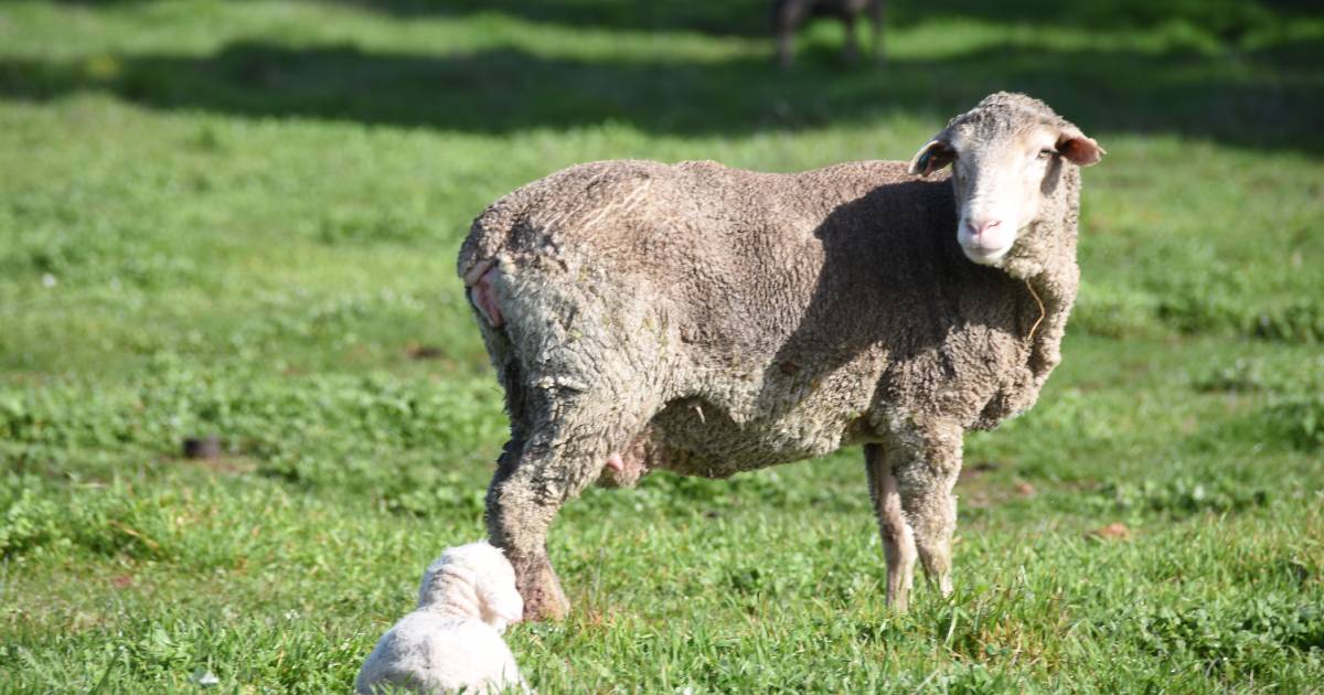 Sheep flock reaches 2007 record numbers