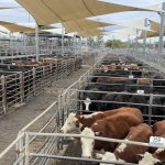 Southern Beef Week to start on Monday