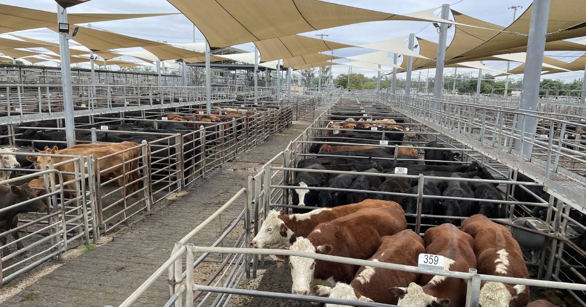 Cows with calves top Dubbo sale at $1680