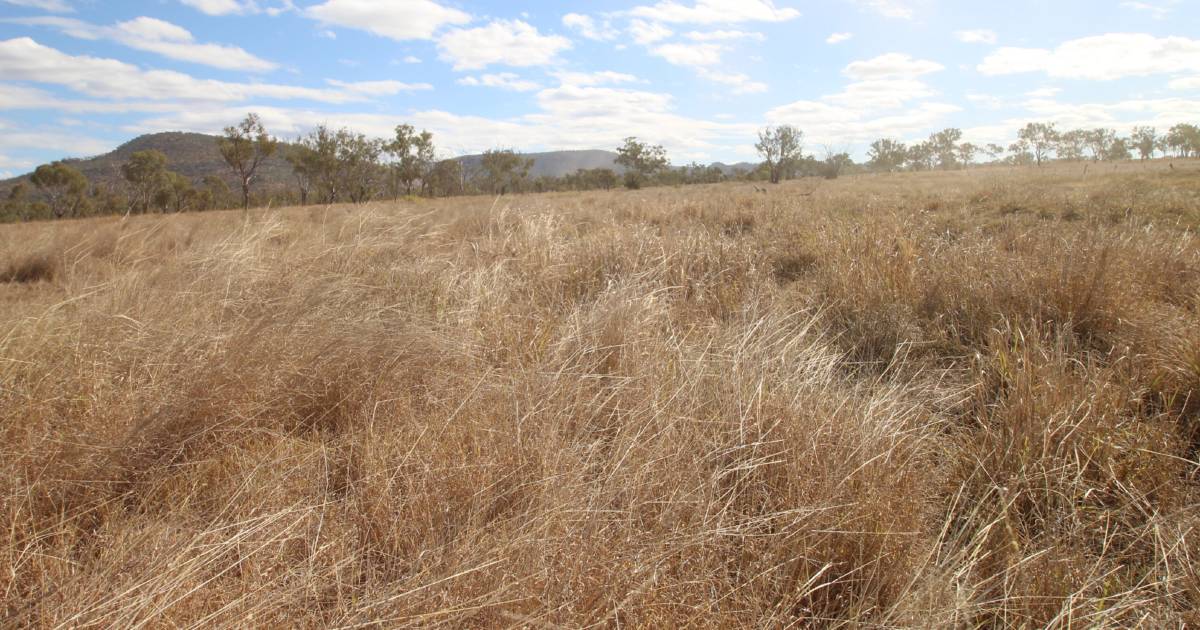 Improved breeder country close to town