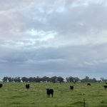 Stronger processor interest at Boyanup