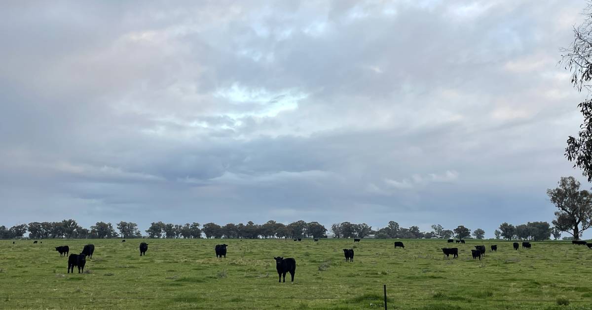 Farmers already preparing for likely supercharged El Nino conditions