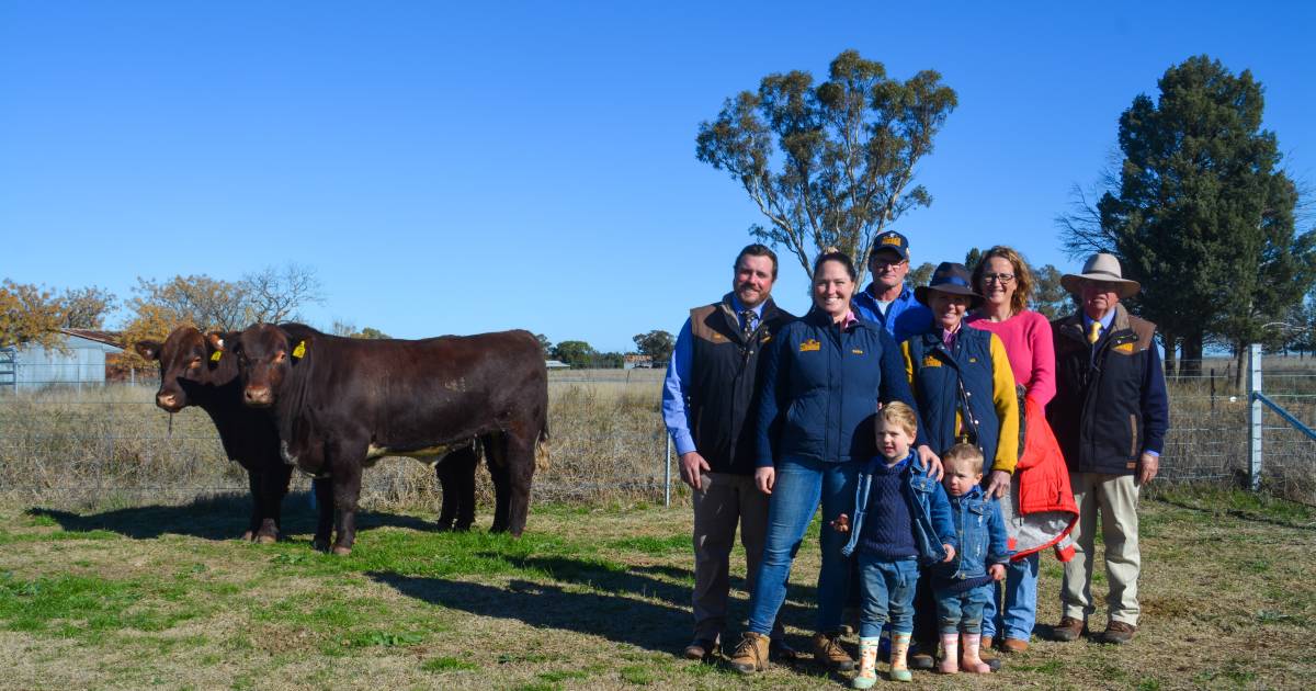 Polldale Shorthorn bulls remain in demand from returning buyers | The Land