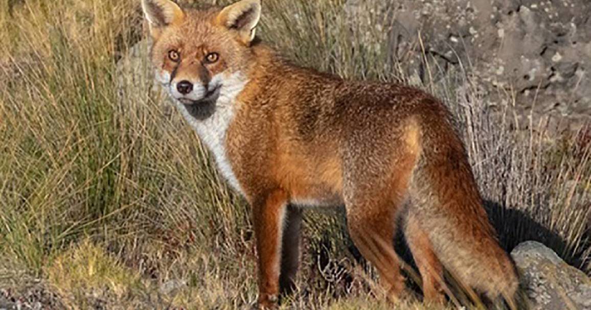 New campaign to tackle wild dogs and foxes in the Hunter