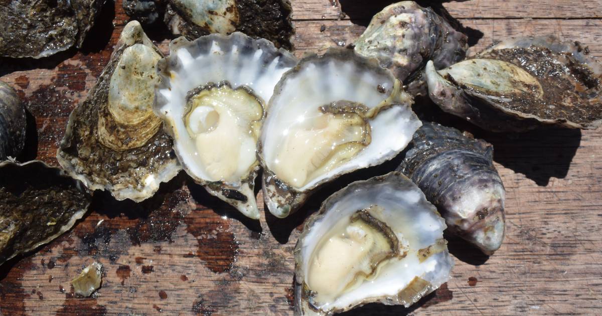 Industry calls on government to “step up” and support oyster growers as deadly virus continues to kill production | The Land