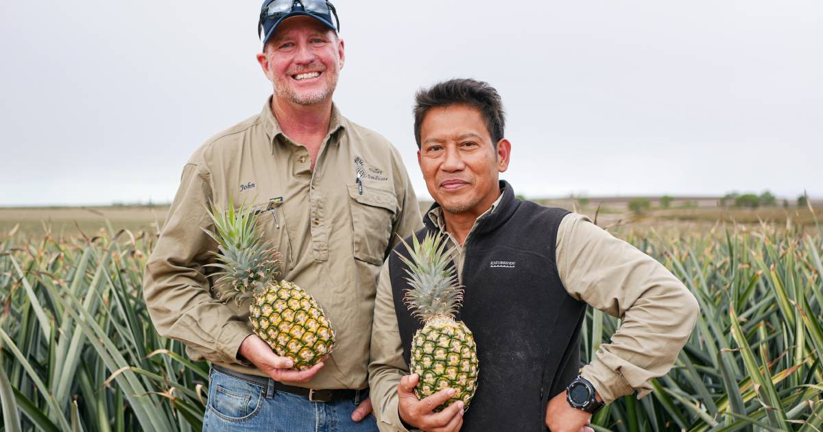 Yeppoon pineapple grower switches gears for reef and soil health