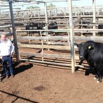 Elders celebrates milestone Supreme Clip of the Sale Awards | Farm Weekly