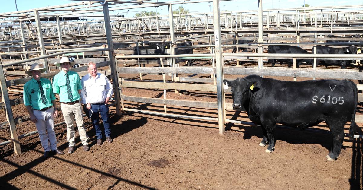 Momentous dominates Lawsons Angus sale at Roma