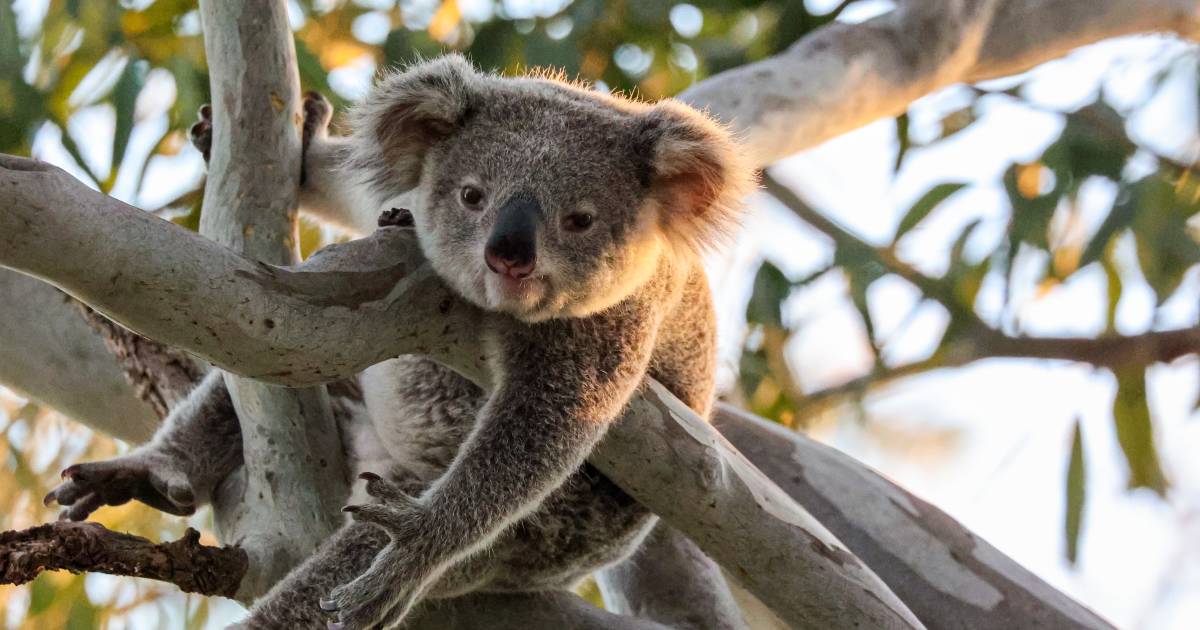 Graziers play key role in koala conservation