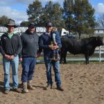 78th Glen Innes Hereford show and sale attracts loyal breeder following as whiteface sells to $18,000 top | The Land