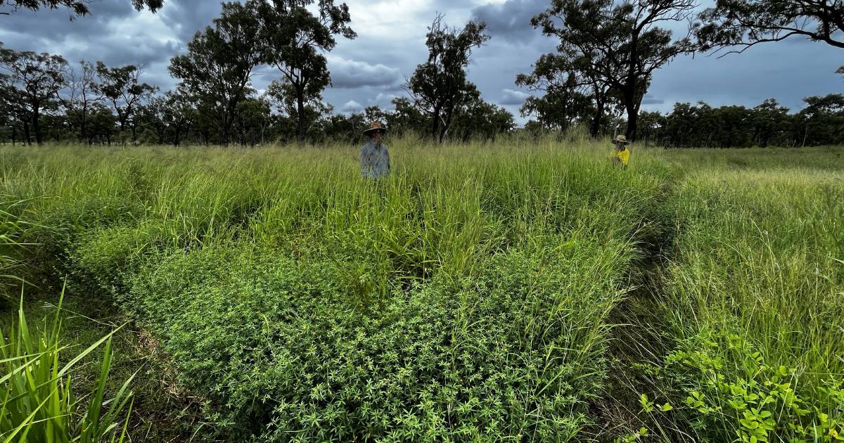 New pasture resilience program to help beef productivity | Queensland Country Life