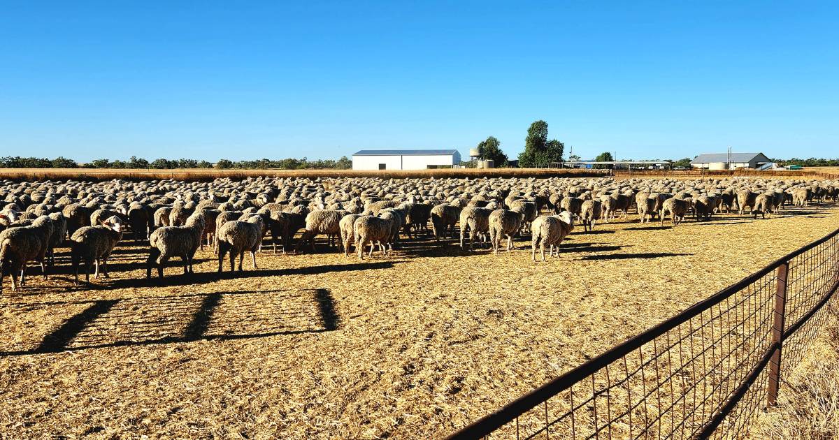 Queensland shearing award under pressure