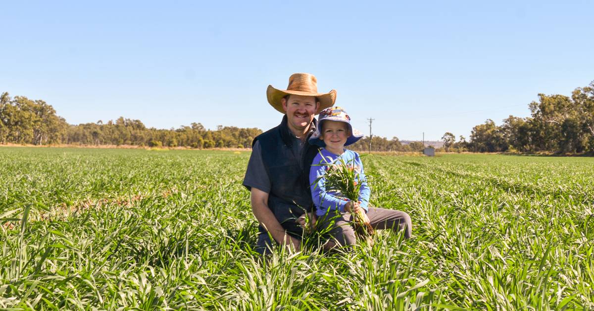 Central Queensland wheat growers rejoice after recent rain raises hopes for high yields