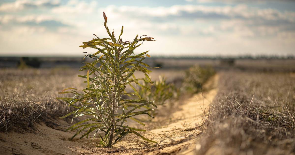 Massive planting program gets underway