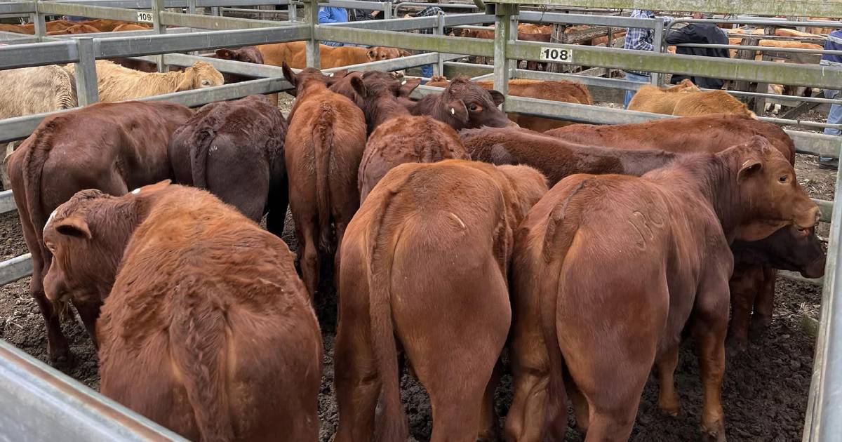 Improved rates for store cattle at Woodford