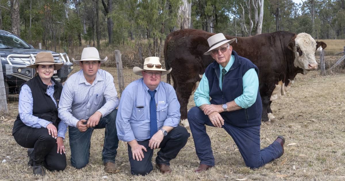 Remolea Poll Herefords bull sale tops at $21,000