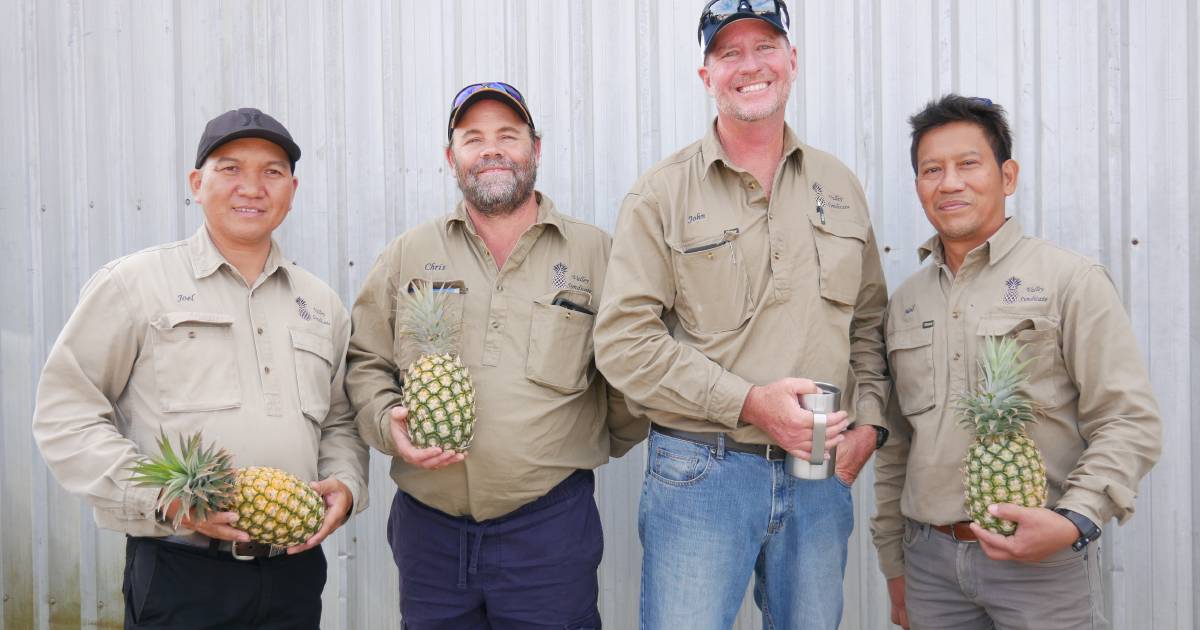 Pineapple industry converges in Yeppoon for 2023 field days