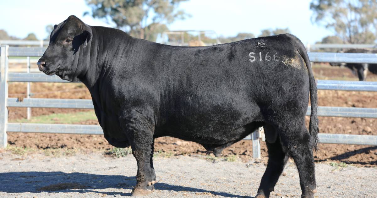 Sire Shootout champion bound for new home