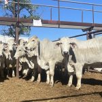 Stud record set as Mountain Valley Poll Herefords tops $70,000