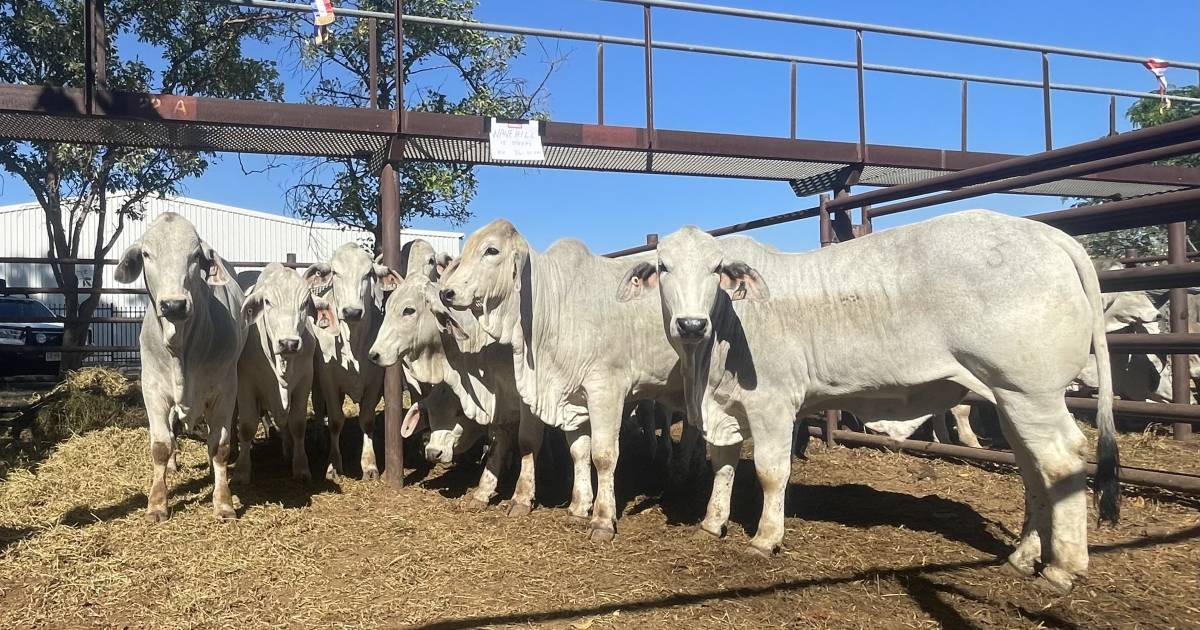 Solid Katherine Show sale sees cattle change hands | Queensland Country Life