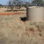 Heifers at Wodonga top at $1320 | The Land