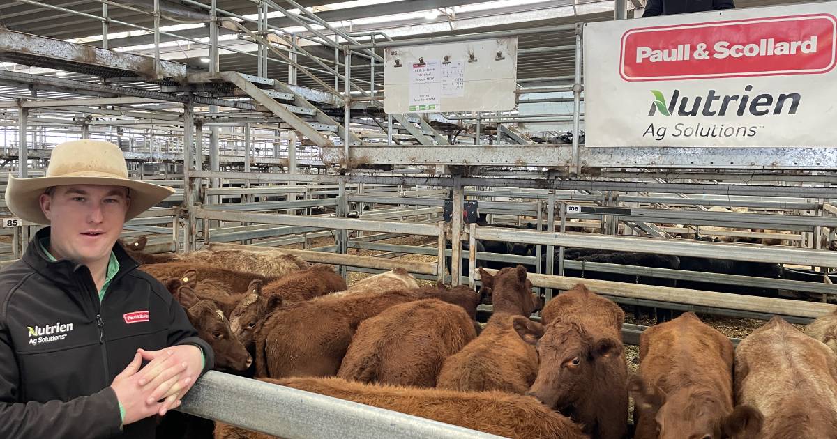 Steers at Wodonga sell to $1480