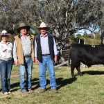 Market steady at Laidley