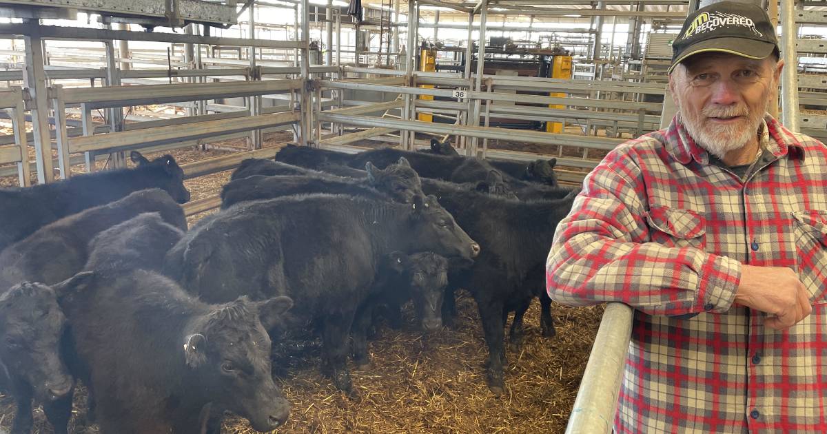 Weaner steers at Wodonga sell to $1305, heifers to $1110 | The Land