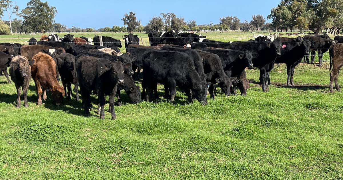 Elders Boyanup Store Cattle Sale to feature 1300 head of cattle this Wednesday | Farm Weekly