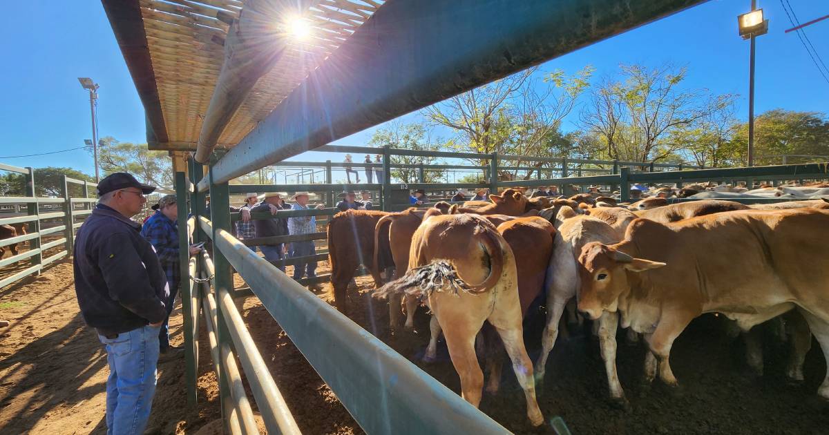 Blackall’s weaner sale yards 4585 head, for a high of 358.2c/kg | Queensland Country Life