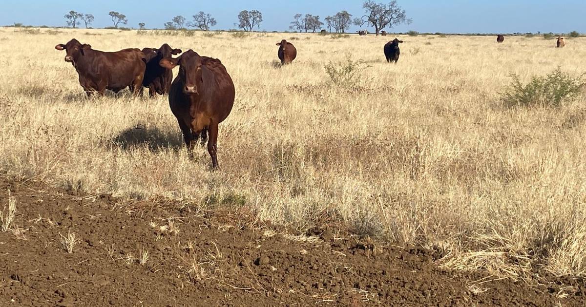 Negotiations continue on grassed up cattle country