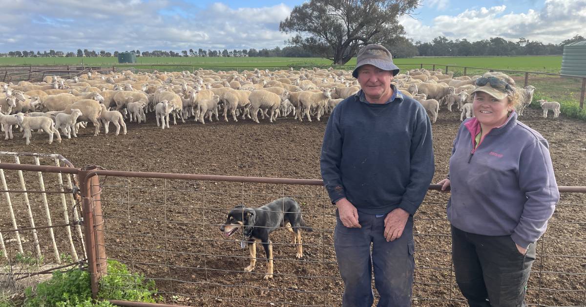 Merino meat in the spotlight