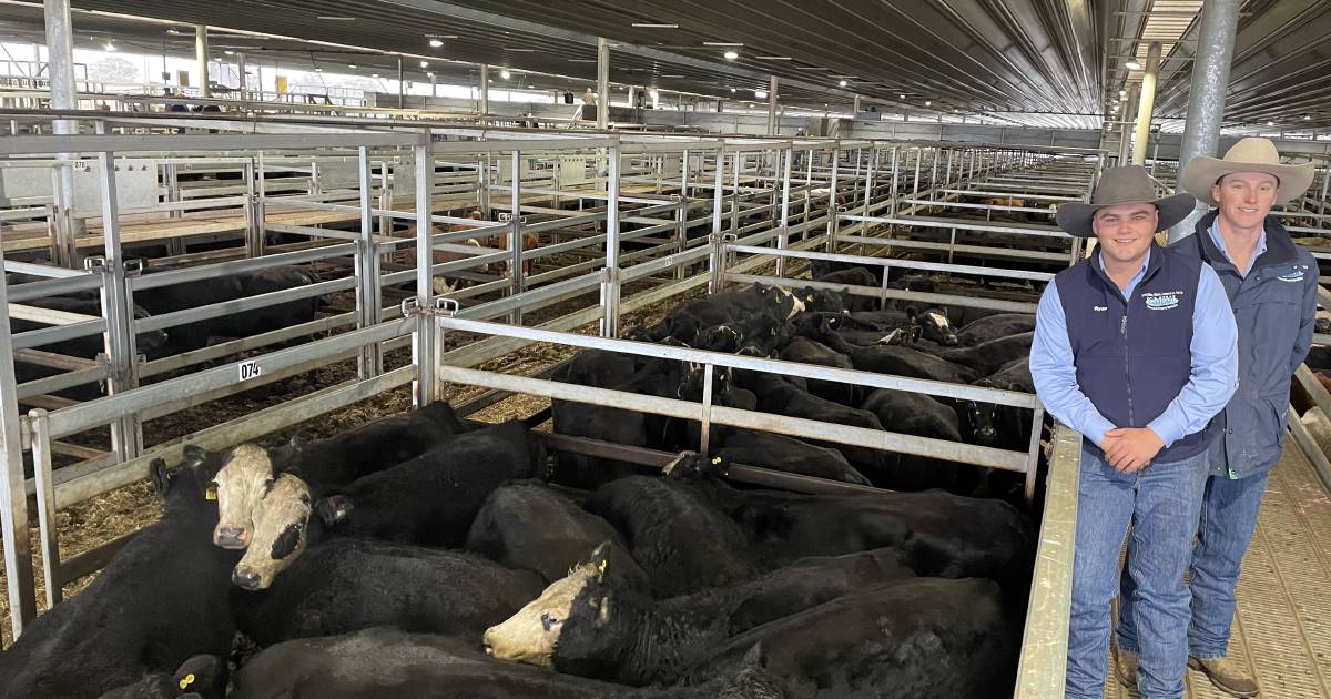 NSW heavy cow prices buck cattle market trend