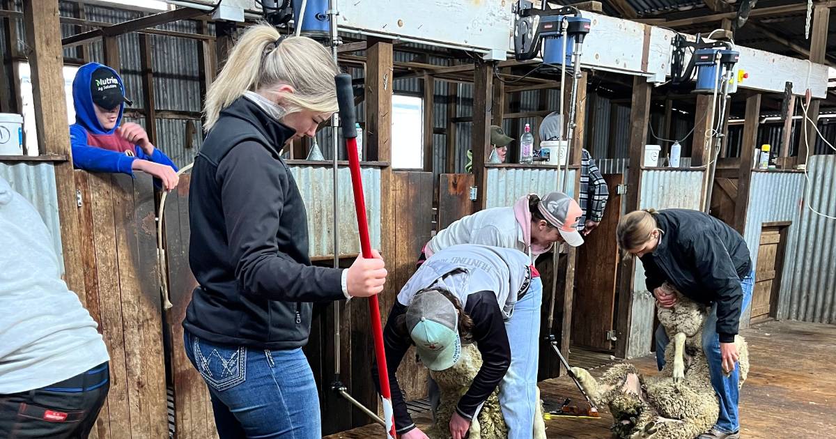 Shearing innovation school at Crookwell | The Land