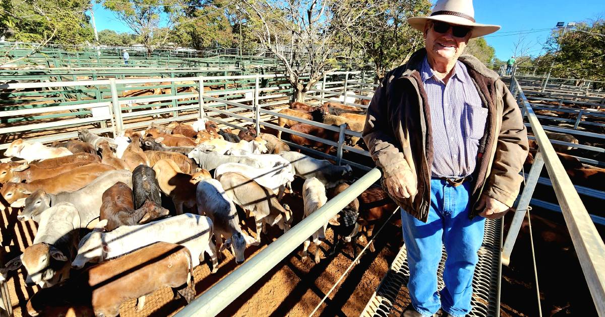 Brahman-cross weaner steers sell for 253c/kg at Blackall sale | Queensland Country Life