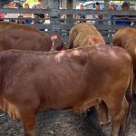 Calf factory sold after auction