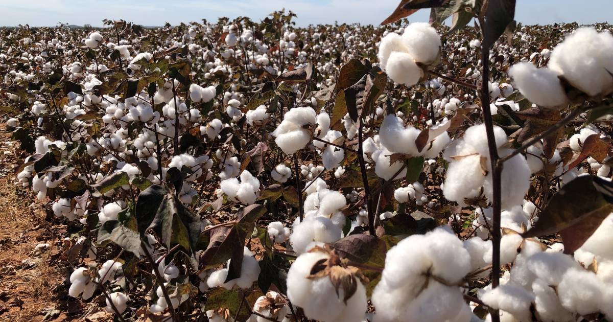 FNQ cotton harvest underway