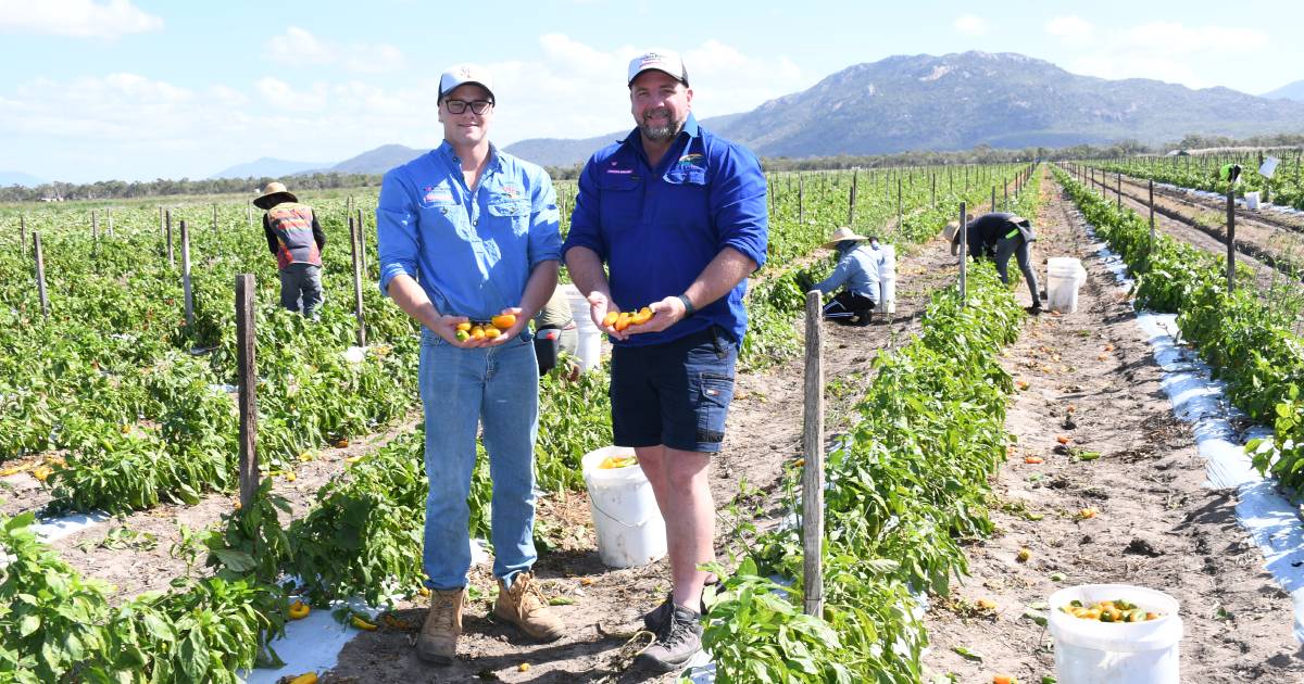 Overseas workers keep wheels turning for FNQ horticulture