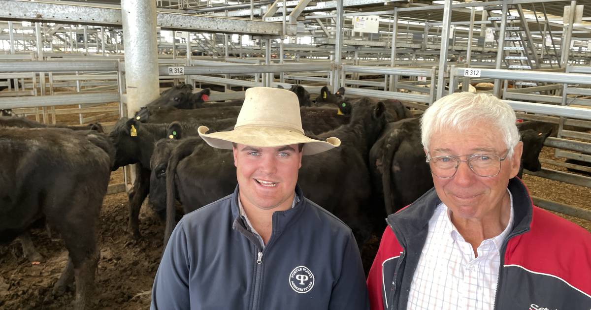 Angus yearling steers hit $1360 at Tamworth | The Land