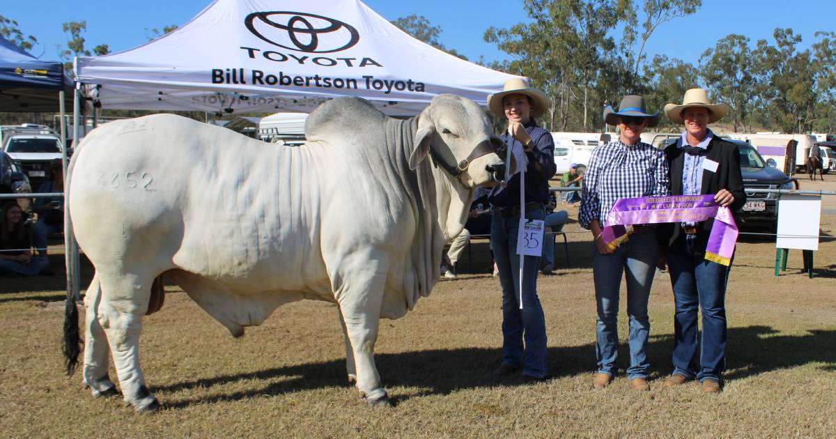 Brahmans dominate at Mt Larcom show