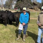 Cows with calves top Dubbo sale at $1680