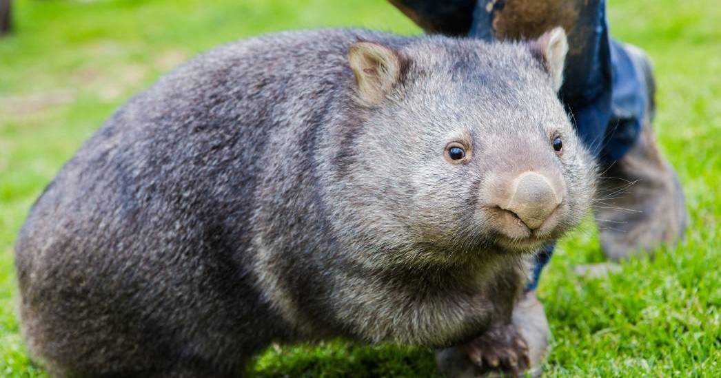 Farmers are worried about the surge in wombat numbers causing extensive damage | The Land