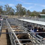 Why this Monto piggery and cropping enterprise diversified into cotton