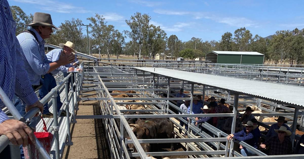 Weaner steers 350c at Biggenden