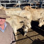 Dubbo sale 27 July 2023: Feeder cattle firm